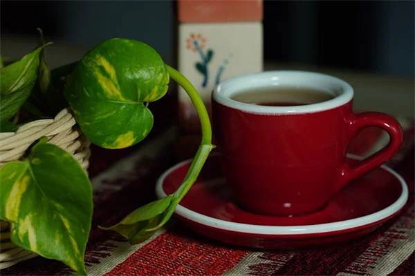 Fatsia as a Houseplant: 5 Common Mistakes to Avoid