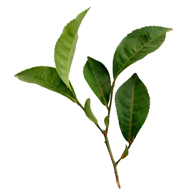 Oak Tree History: How Old Are They Really?